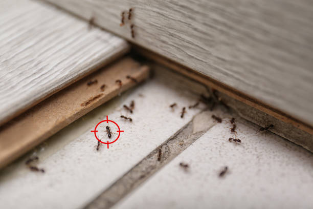 Best Emergency Pest Control  in Alpha, NJ