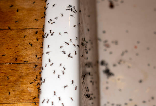 Best Local Pest Control Services  in Alpha, NJ