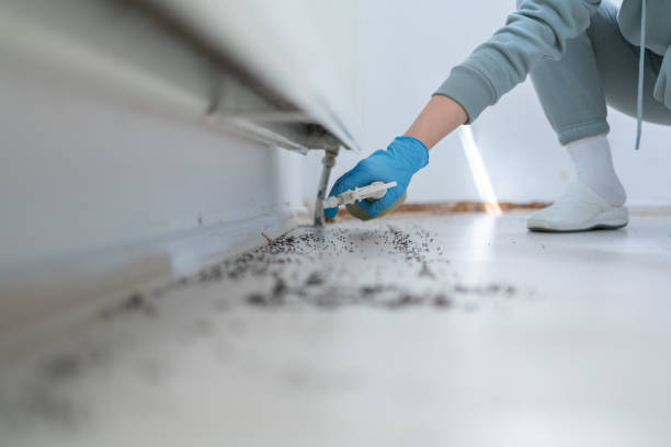 Best Wasp Removal Services  in Alpha, NJ